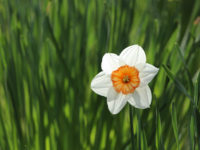 narzissenfest ausseerland