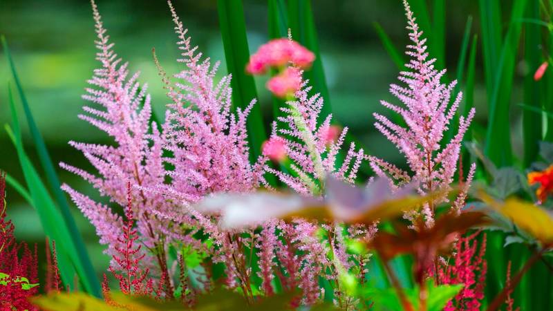 Die Gäste der Reise erkunden ausgewählte Grünanlagen und Parks der westlichen Mittelmeerküste. 