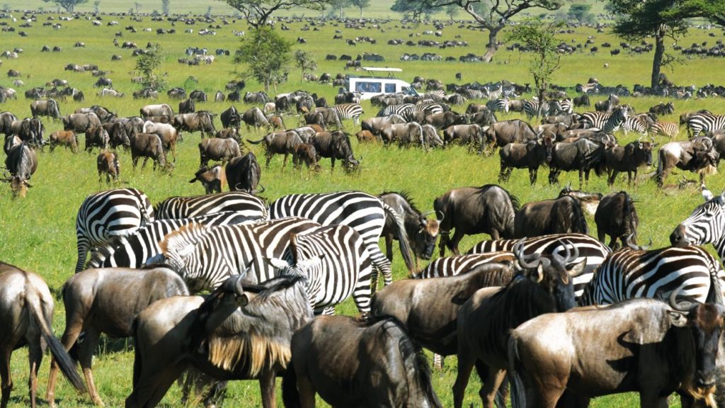 Mit etwas Glück können die Gäste die große Tierwanderung in der Masai Mara in Kenia beobachten