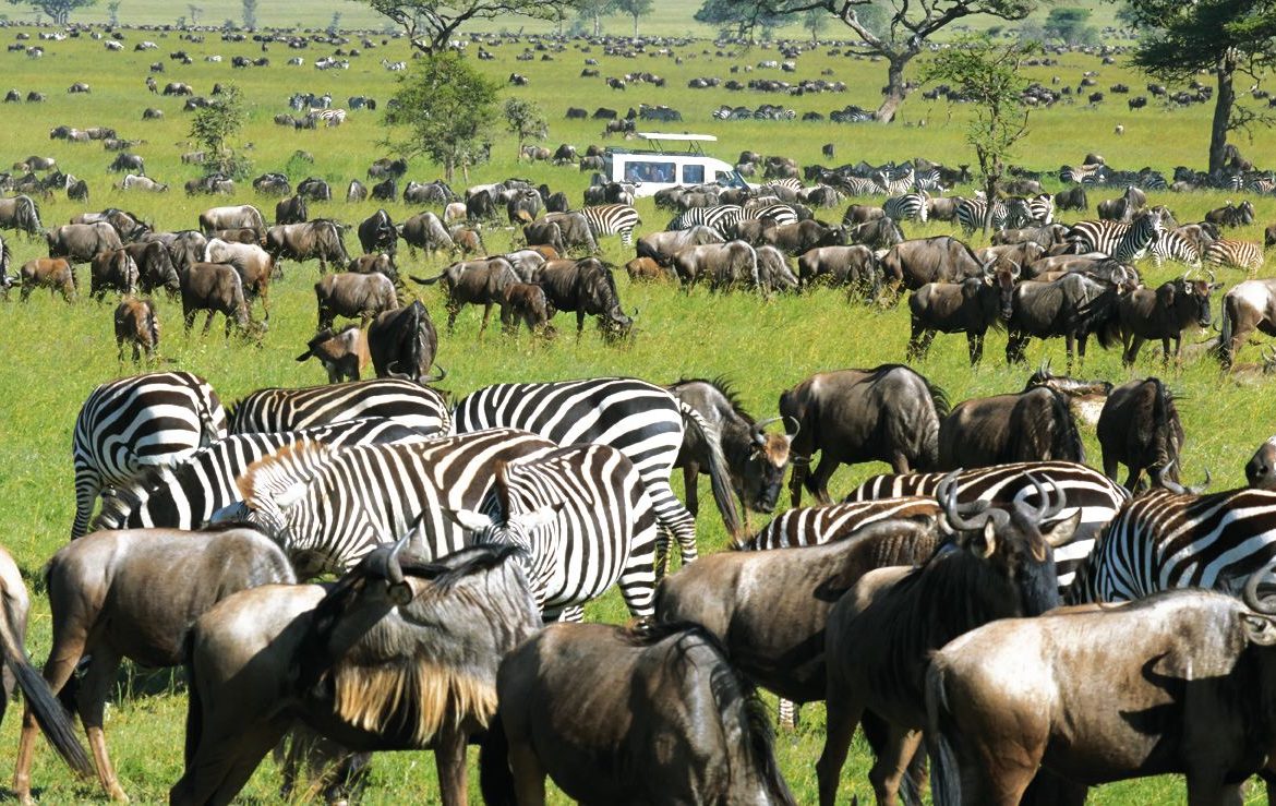 Masai_Mara
